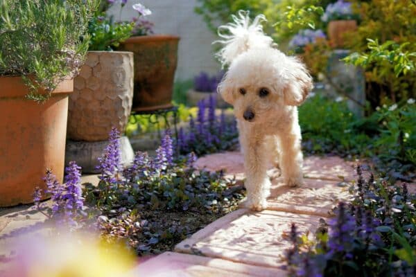 chien comportement creuser jardin pourquoi que faire