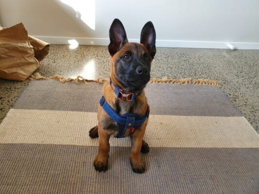 comment dresser un chiot malinois berger malinois