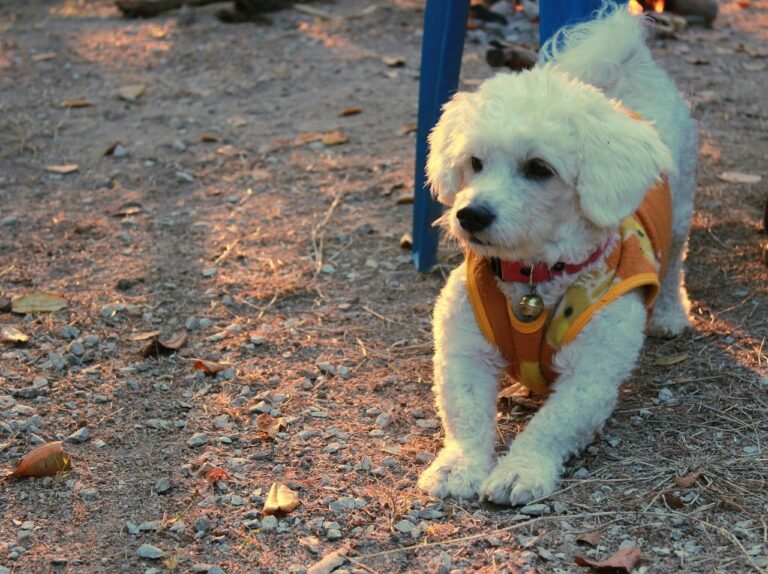 Chien qui ne perd pas ses poils 10 Races & Photo Botaneo