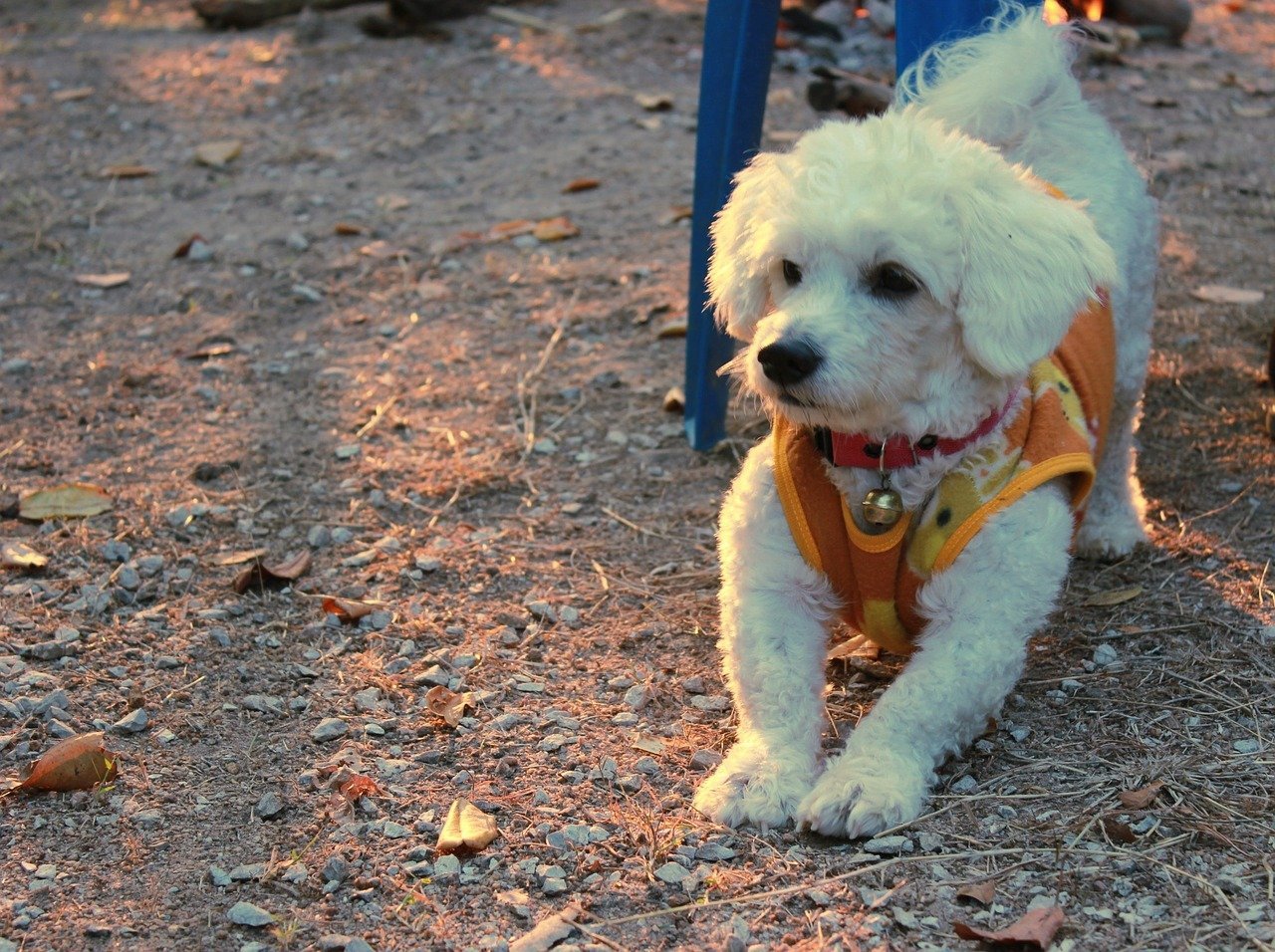 Chien qui ne perd pas ses poils 10 Races & Photo Botaneo
