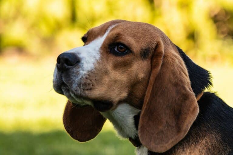 Les 10 meilleures races de chien de chasse Botaneo