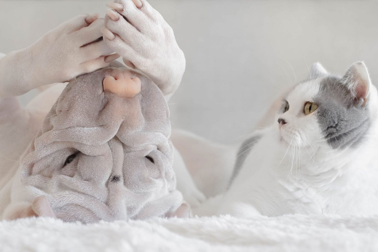 chat qui regarde chien