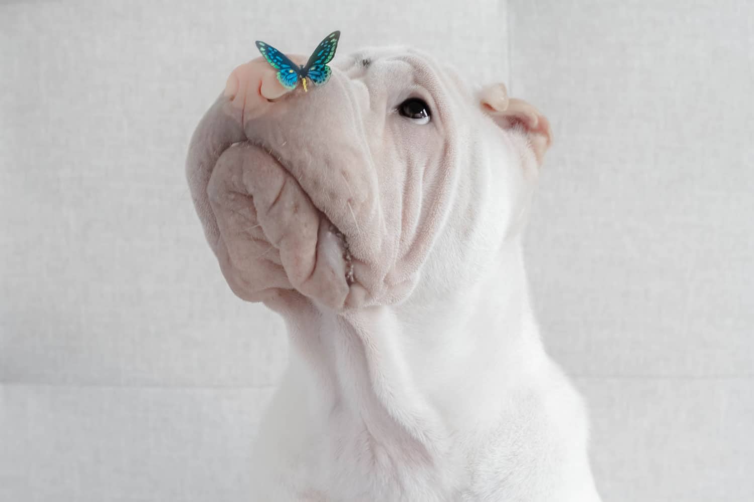 chien gris sharpei avec papillon bleu sur le museau