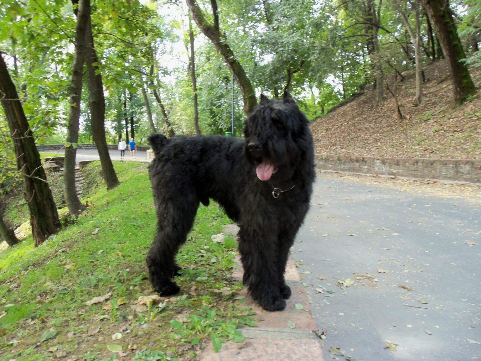 Chien qui ne perd pas ses poils 10 Races & Photo Botaneo