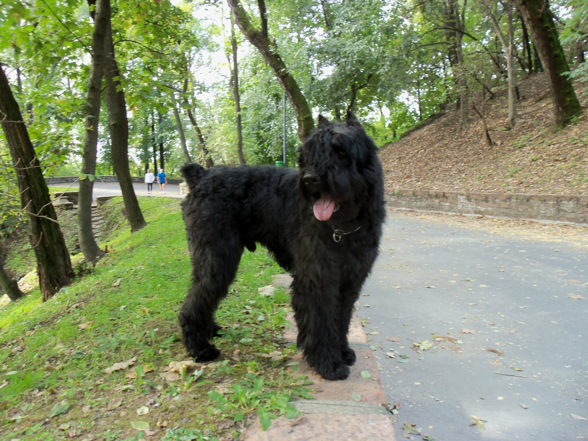 Chien qui ne perd pas ses poils 10 Races & Photo Botaneo