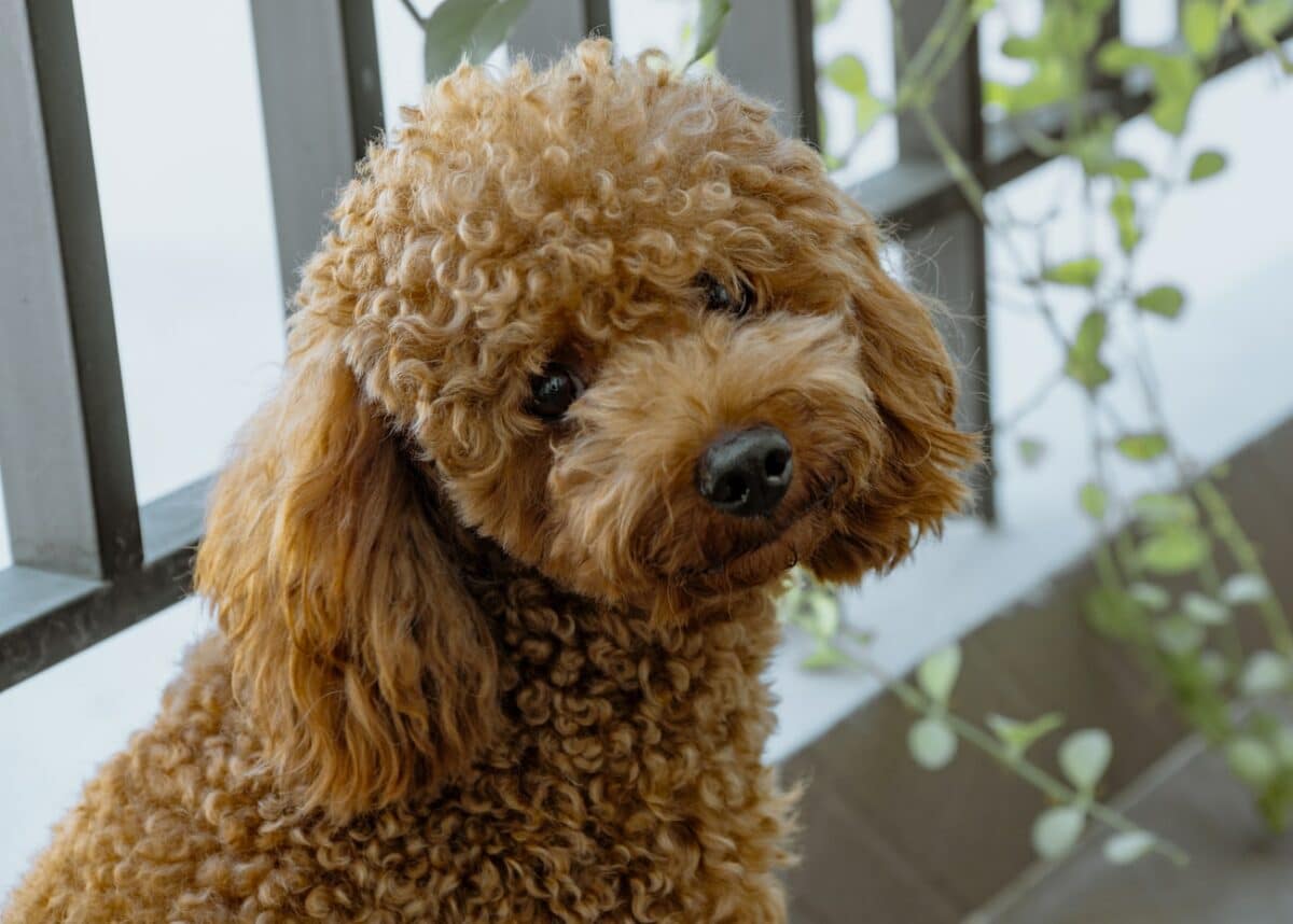 Chien qui ne perd pas ses poils 10 Races & Photo Botaneo