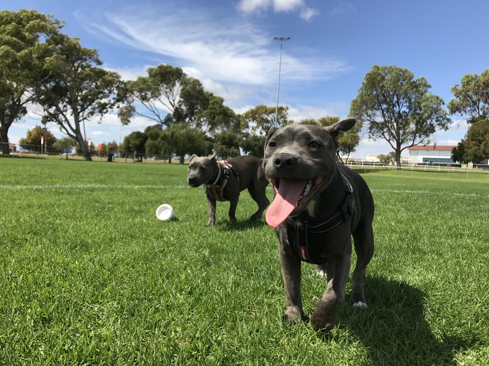 Pension Pour Chien Top 10 Des Meilleures En France Botaneo