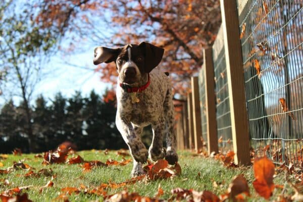 race chien chasse