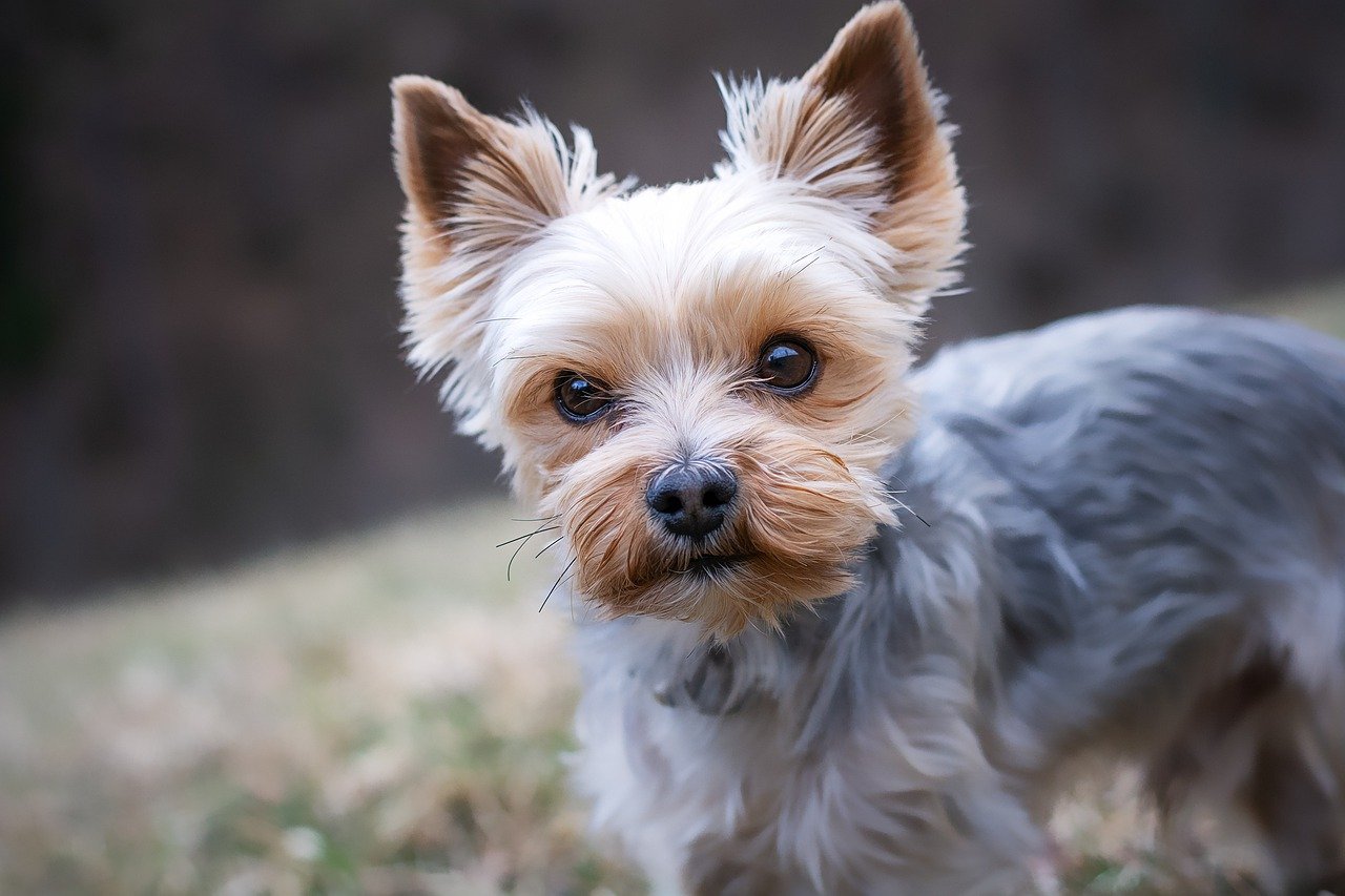 Chien qui ne perd pas ses poils 10 Races & Photo Botaneo
