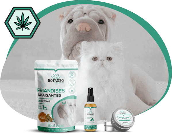 Botaneo Leader Des Produits Cbd Pour Chiens Chats