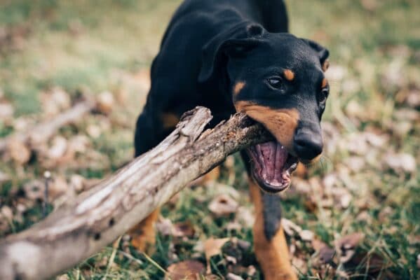 chien qui mache comportement