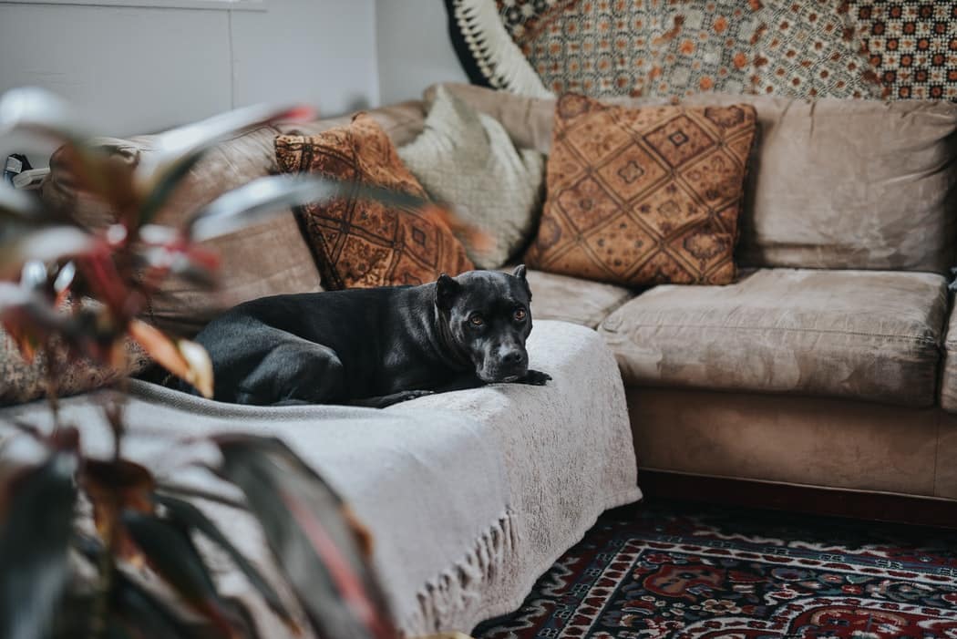 Chien âgé qui tourne en rond causes & solutions Botaneo