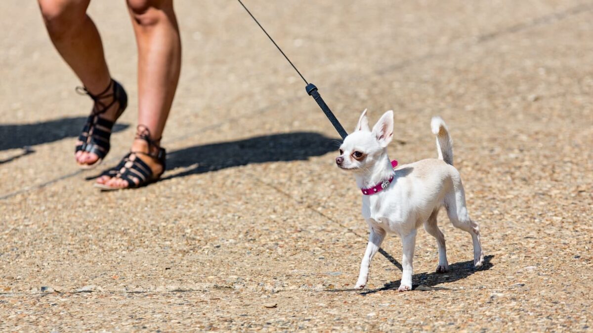 race-de-chien-qui-reste-petit-top-20-photos-botaneo