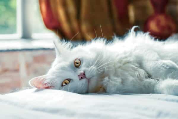 chat angora photo