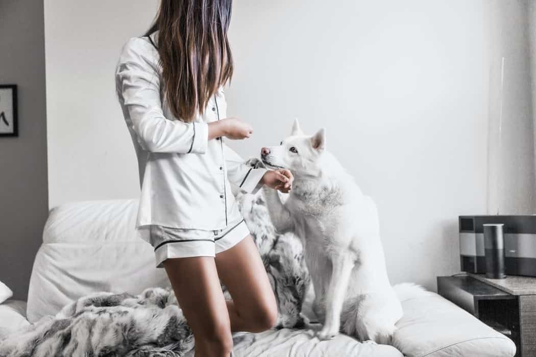 Pourquoi mon chien pose sa patte sur mon bras ? u2013 Botaneo