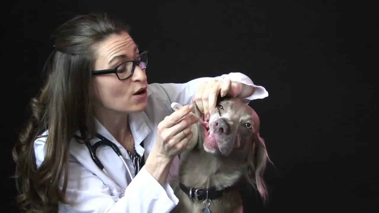 Dents De Lait Du Chien Les Differentes Etapes Botaneo