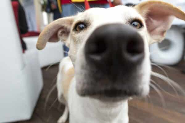 chien qui éternue raison soin traitement maladie