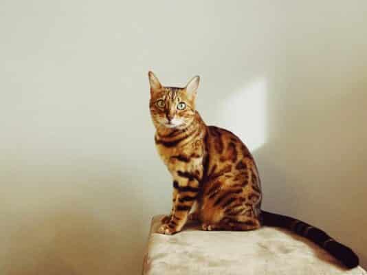 chat bengal photo