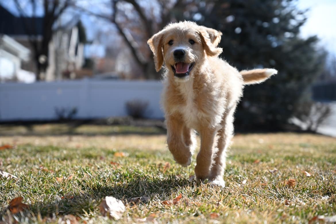 Chien qui halète pourquoi et que faire ? Botaneo