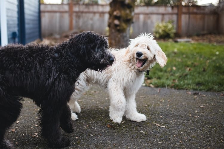 Puces Chez Le Chien Comment S En Debarrasser Botaneo
