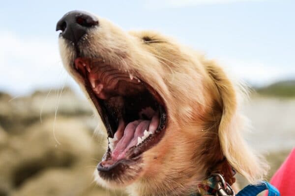 chien qui ouvre la gueule voit dent langue crie tumeur gencive