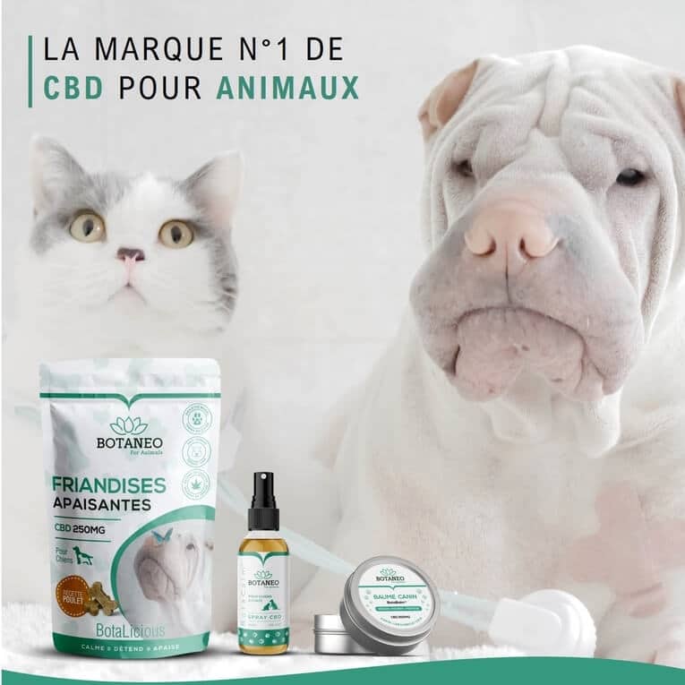 Mon Chat Et Mon Chien Ne S Entendent Pas Comment Ameliorer La Cohabitation Botaneo