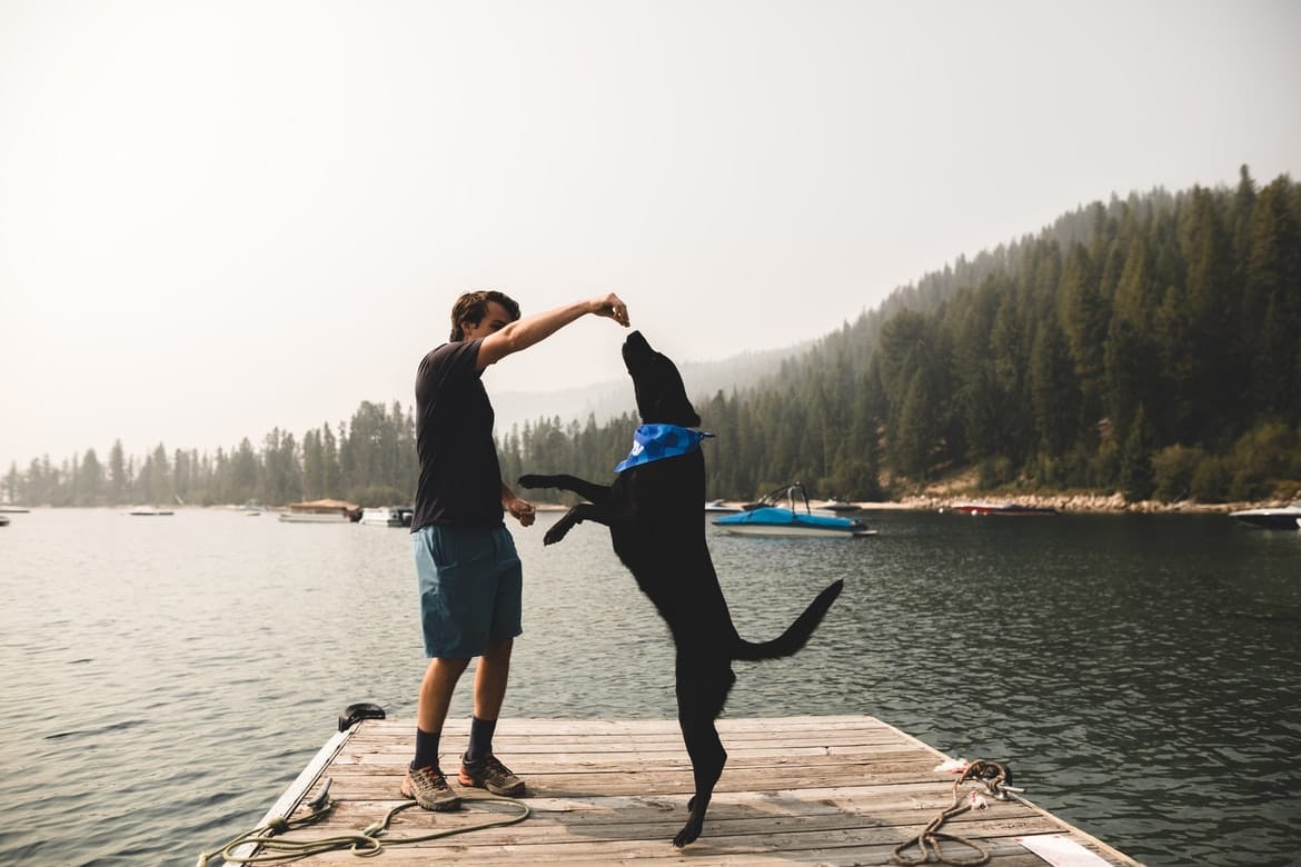 Comment apprendre à son chien à faire le beau ? Botaneo
