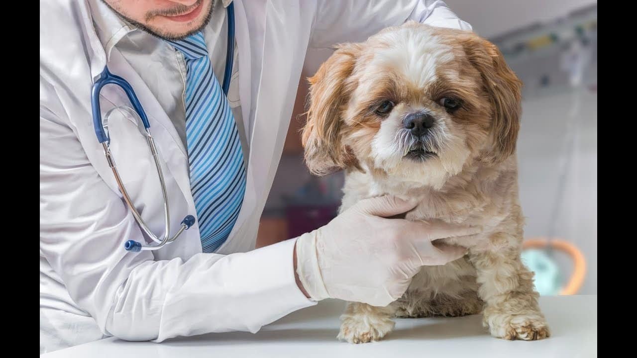 Mon Chien Perd Des Gouttes De Sang Du Zizi