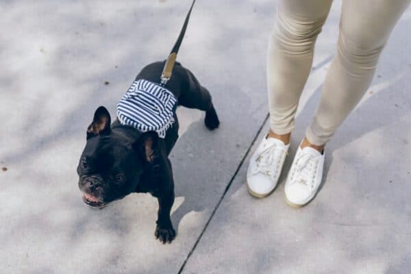 bouledogue francais noir laisse harnais pull bleu rayé mocassin