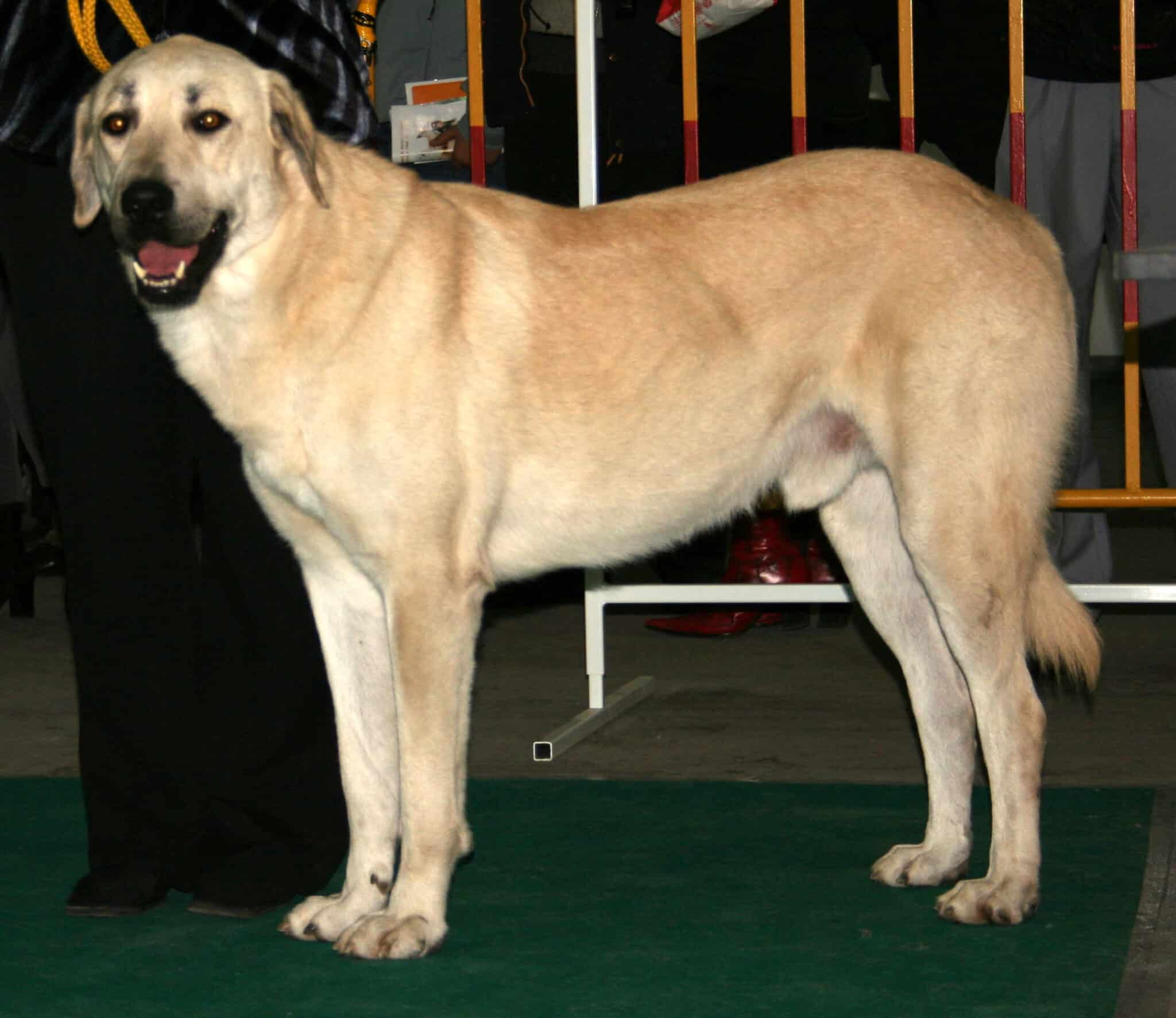 Gros chien les 10 plus belles races (+photos) Botaneo