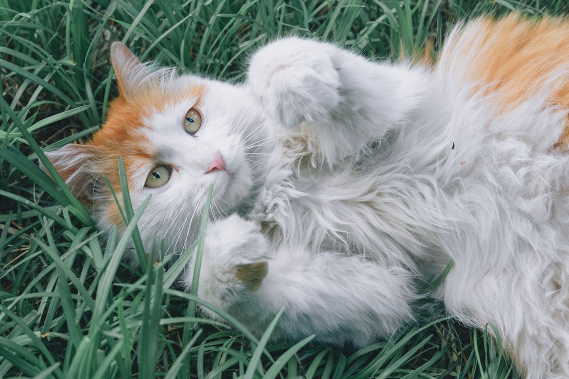 Chat Les 7 Meilleurs Vermifuges Naturels Botaneo