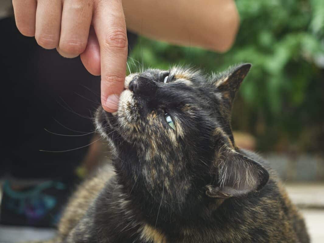 Pourquoi mon chat me mordille ? Et que faire ? Botaneo