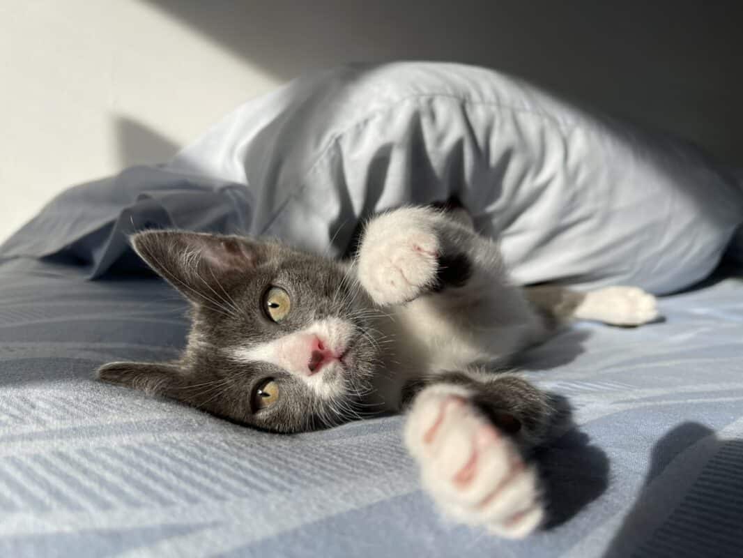 Chat Qui Tremble 10 Significations Botaneo