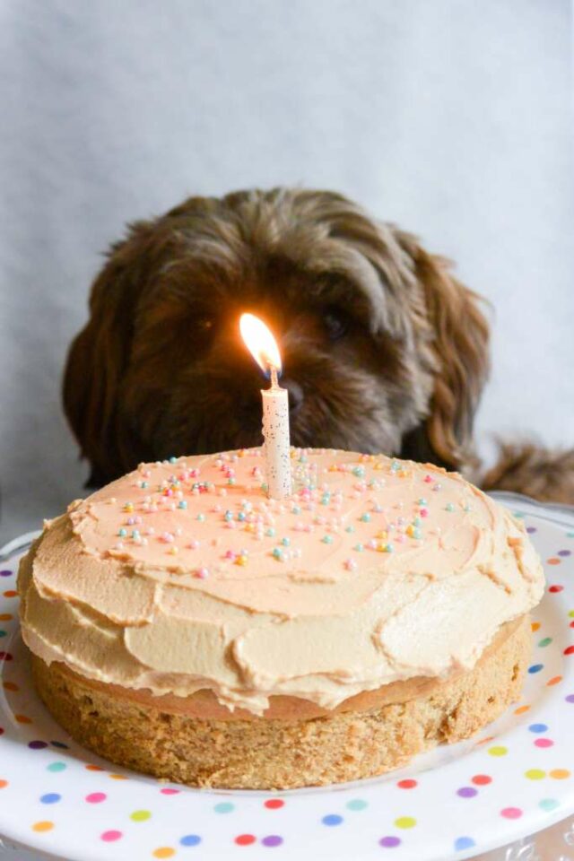 Recette De Gateau Pour Chien