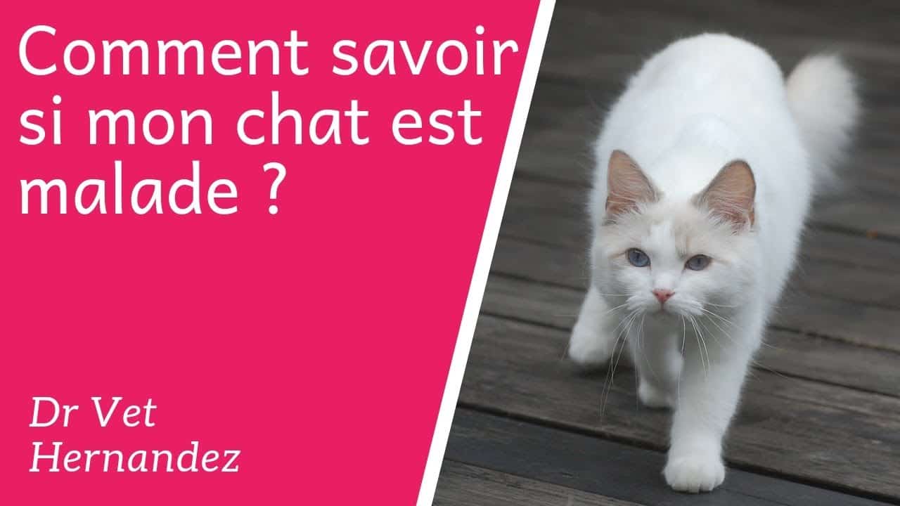 Chat Qui Tremble 10 Significations Botaneo