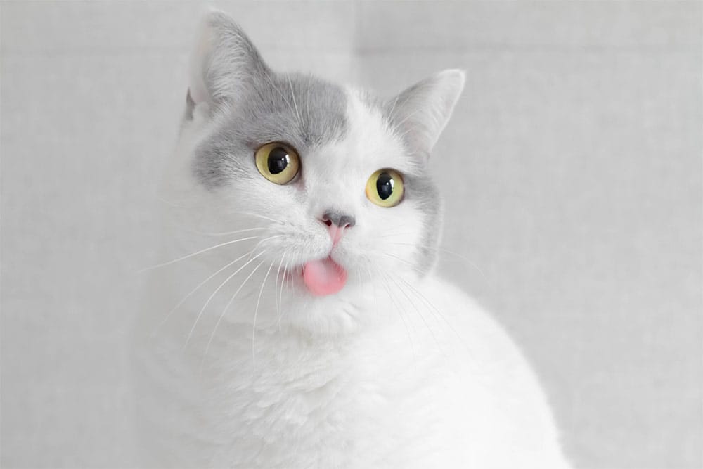 chat qui tire la langue gris et blanc