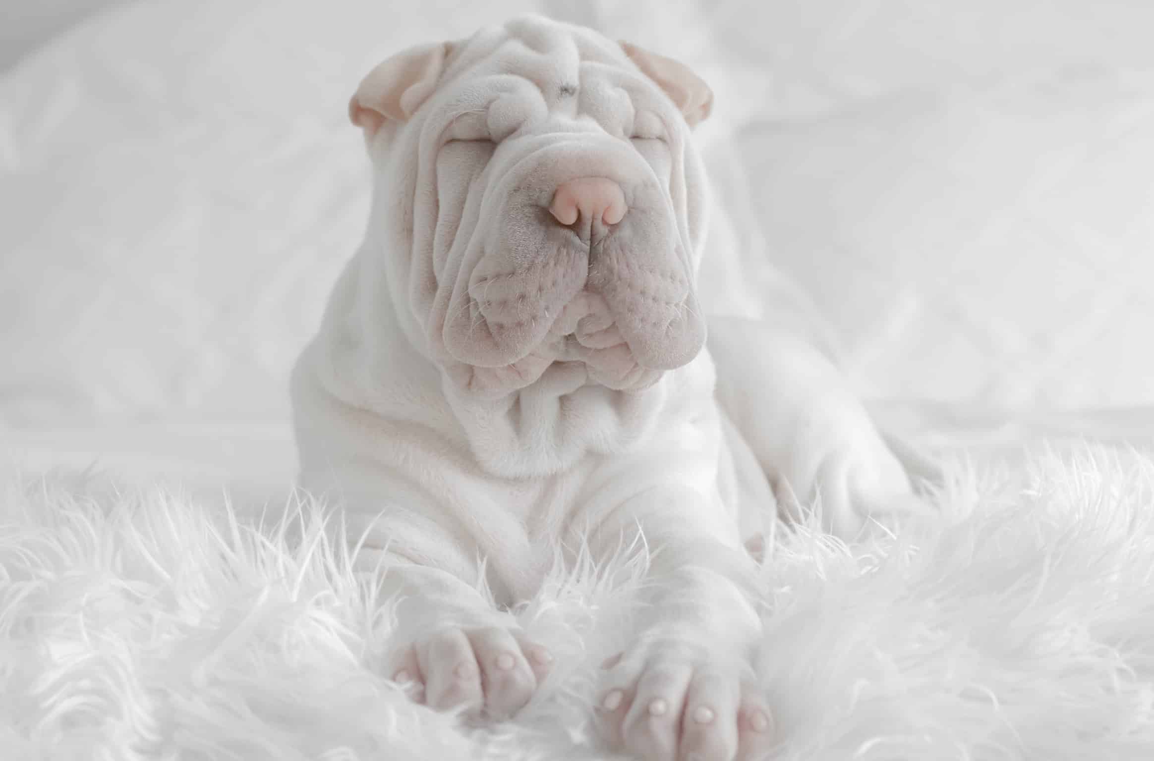 Recette : Baume hydratant maison pour coussinets - chien – Botaneo