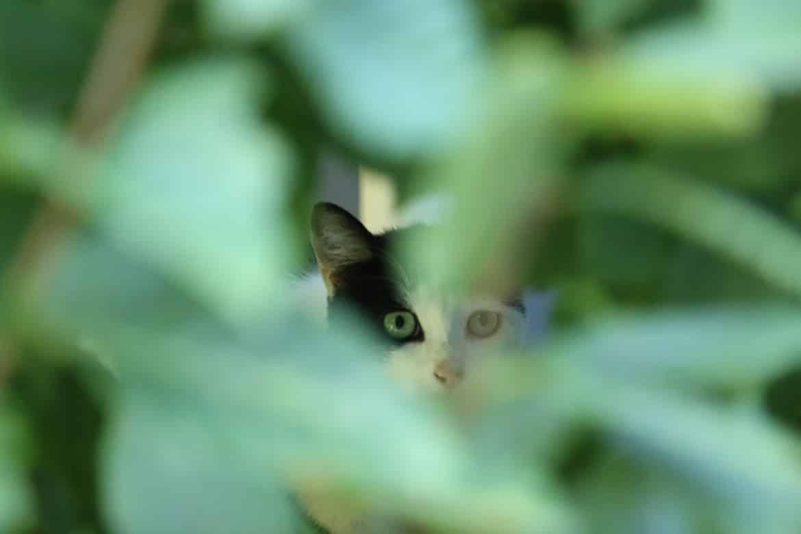 chat qui se cache dans l'herbe haute