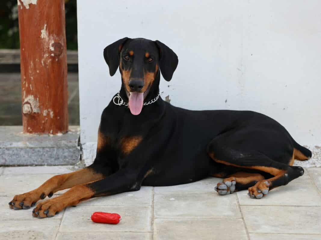 Doberman Sans Queue Et Oreilles Coupees Dobermann : fiche de présentation de la race (+vidéo) – Botaneo