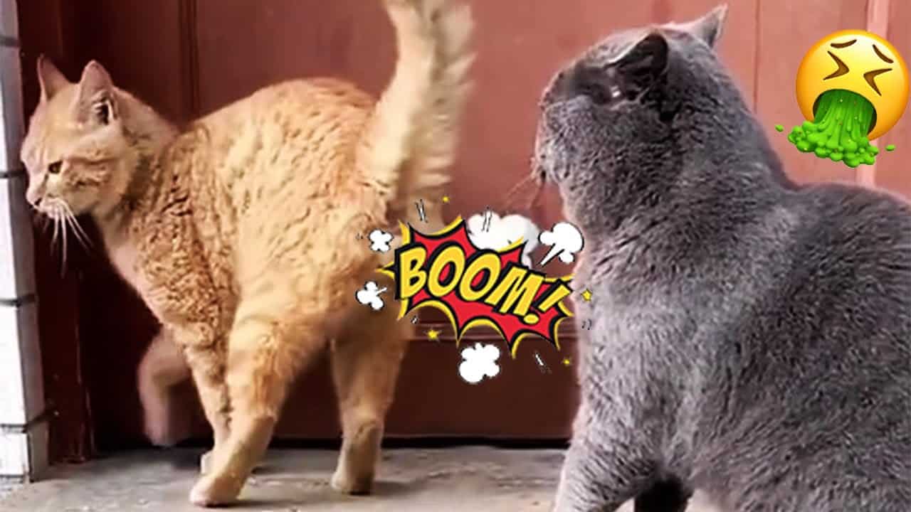 Chat Qui Pete Causes Et Solutions Botaneo