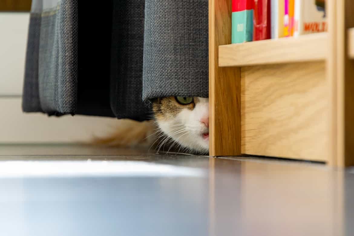 Mon chat a peur de tout Pourquoi et que faire ? Botaneo