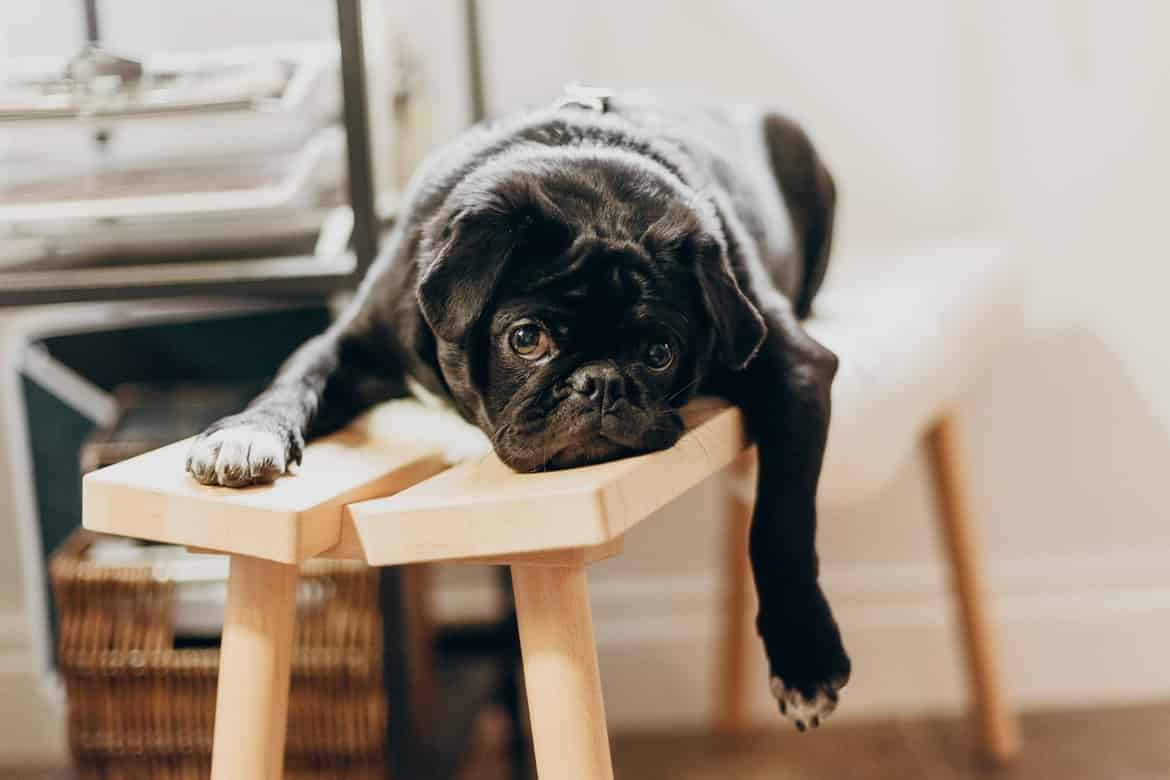 Au secours ! Mon chien fait pipi dans la maison Botaneo