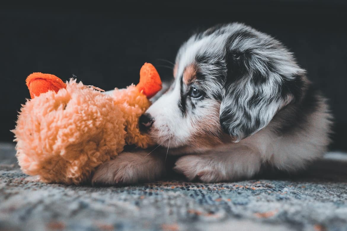 Attestation de Cession Chien : Modèle Gratuit – Botaneo