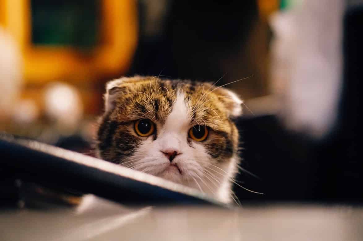 Pourquoi Mon Chat A Peur De Moi