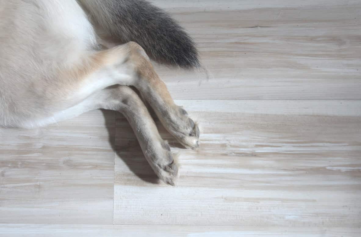 Mon chien se mord les pattes 12 Explications Botaneo