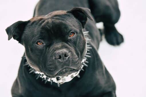 Chien Qui Fait Peur Top 14 Des Races photos Botaneo chien-qui-fait-peur-top-14-des-races-photos-botaneo