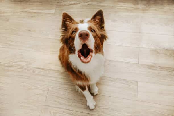 Pourquoi un chien hurle à la mort ? – Botaneo