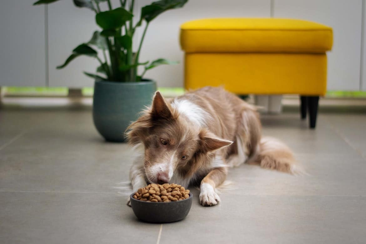 Comment donner un médicament à un chien ? Botaneo