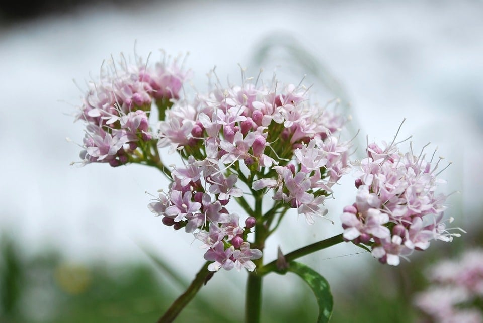 fleur de valériane