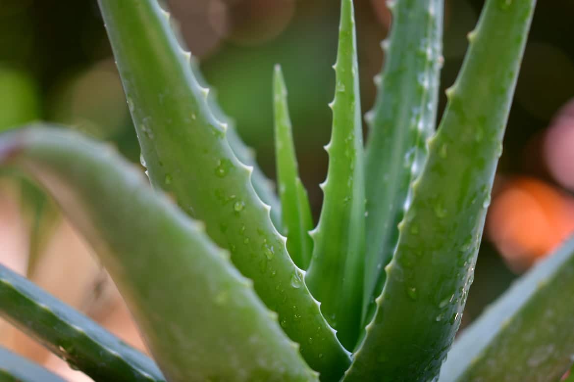 aloe vera gros plan goutte